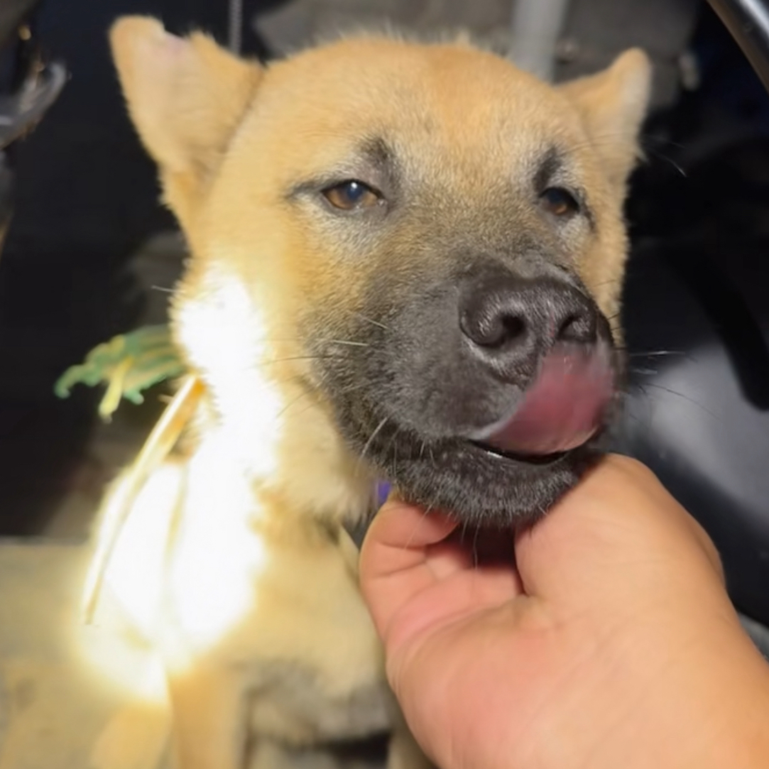 广西中华田园犬 