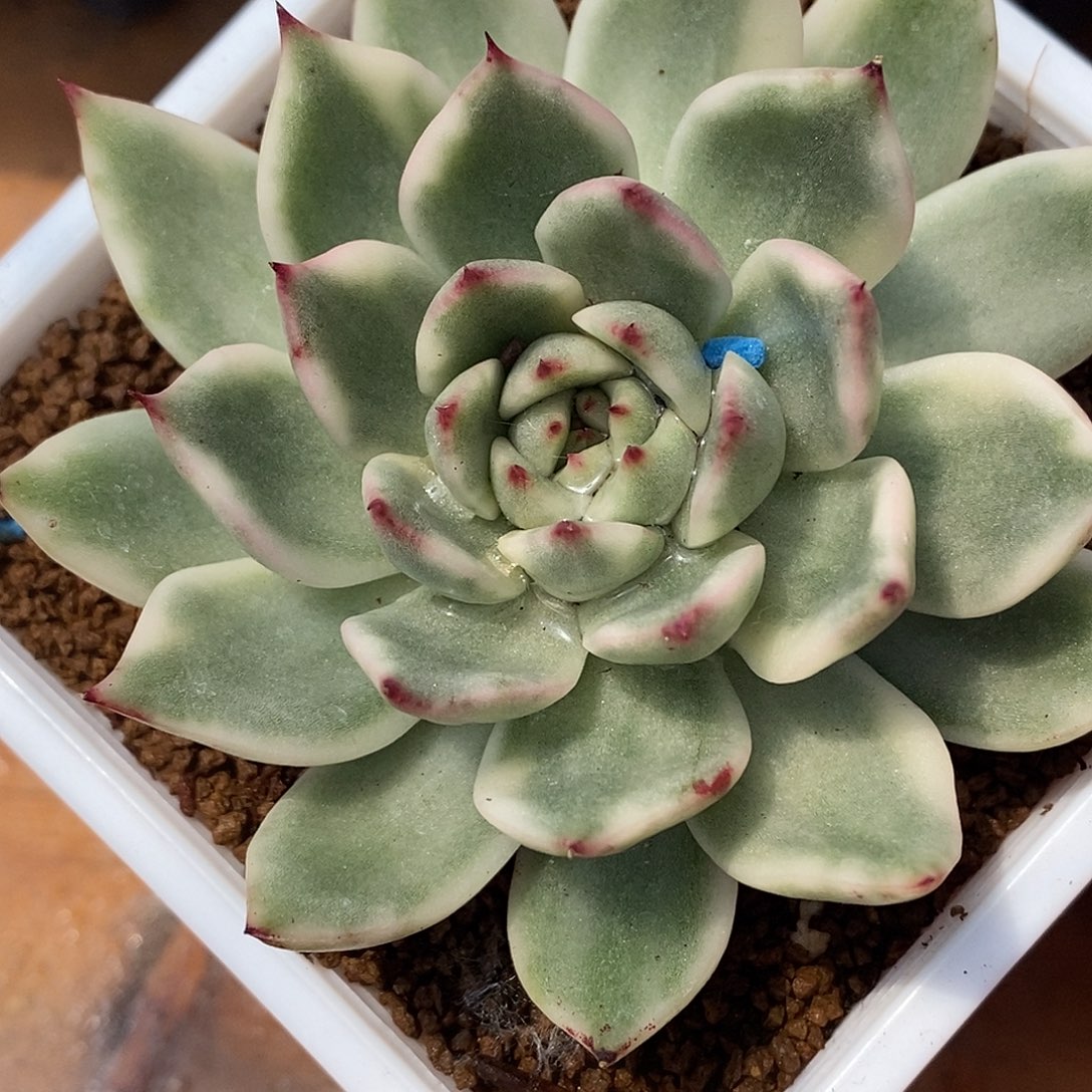 落雁锦  小方花圃一物一拍