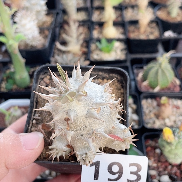 193西巴女王块根植物