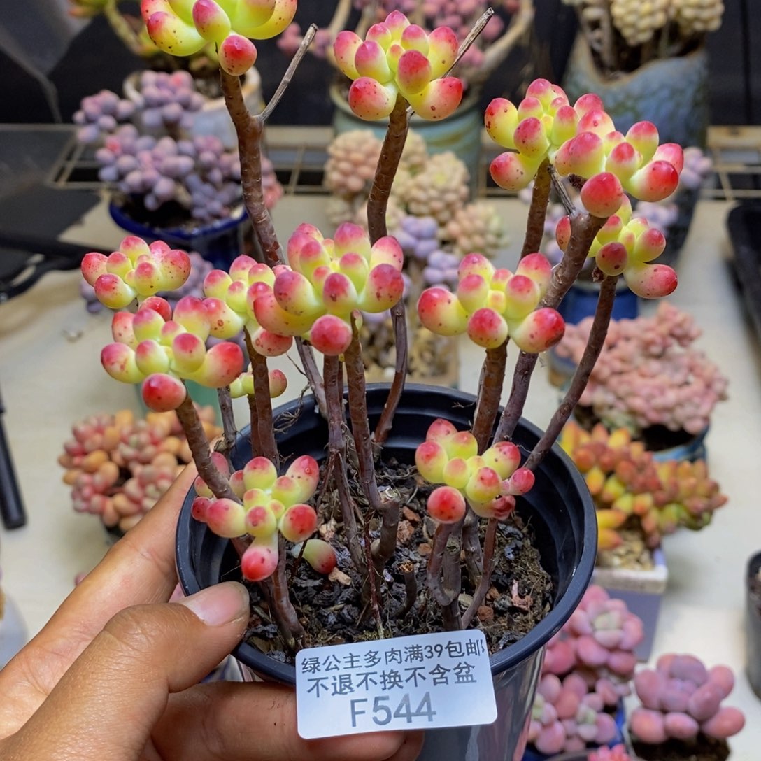 544乙女心多肉散