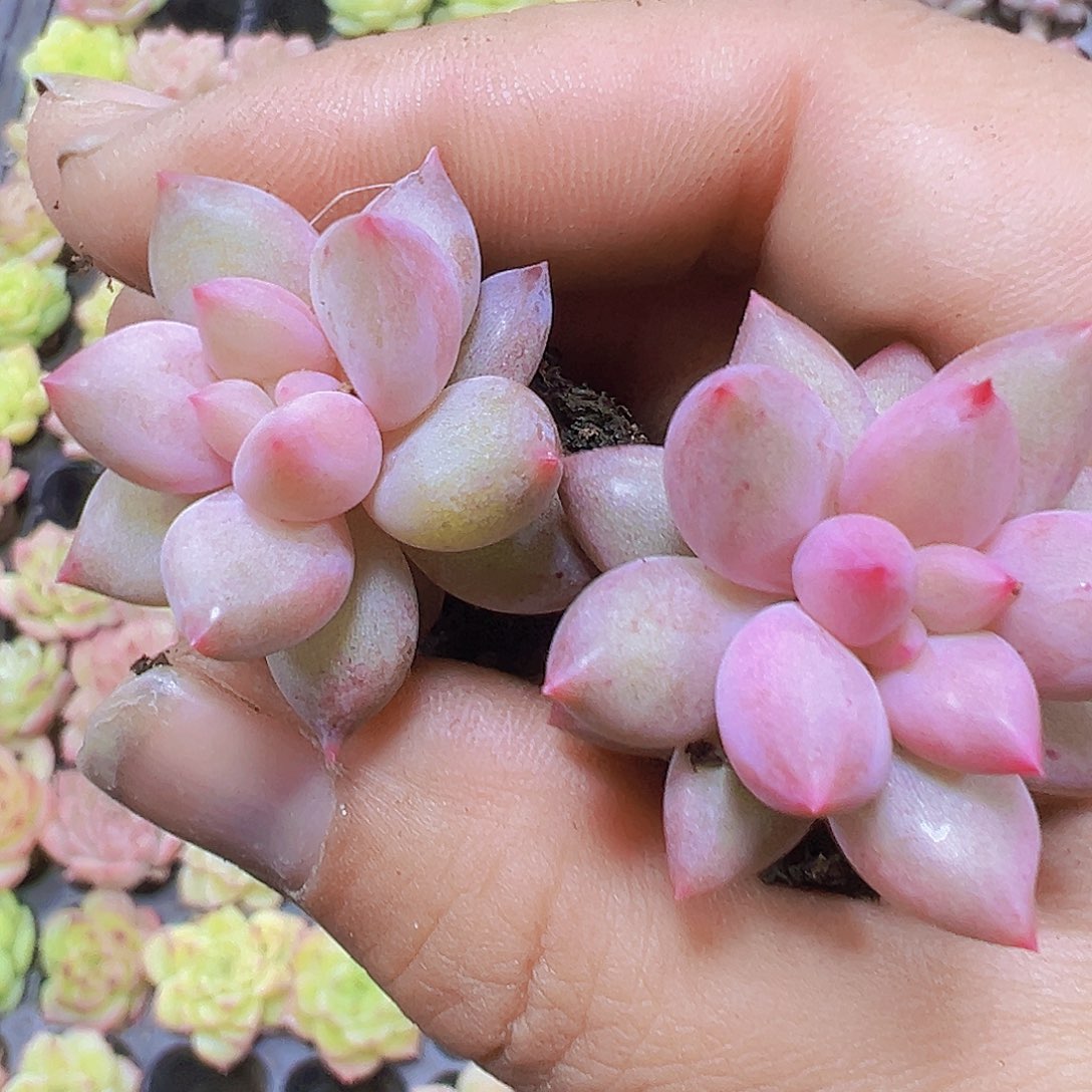 红蜻蜓5个19包邮多肉