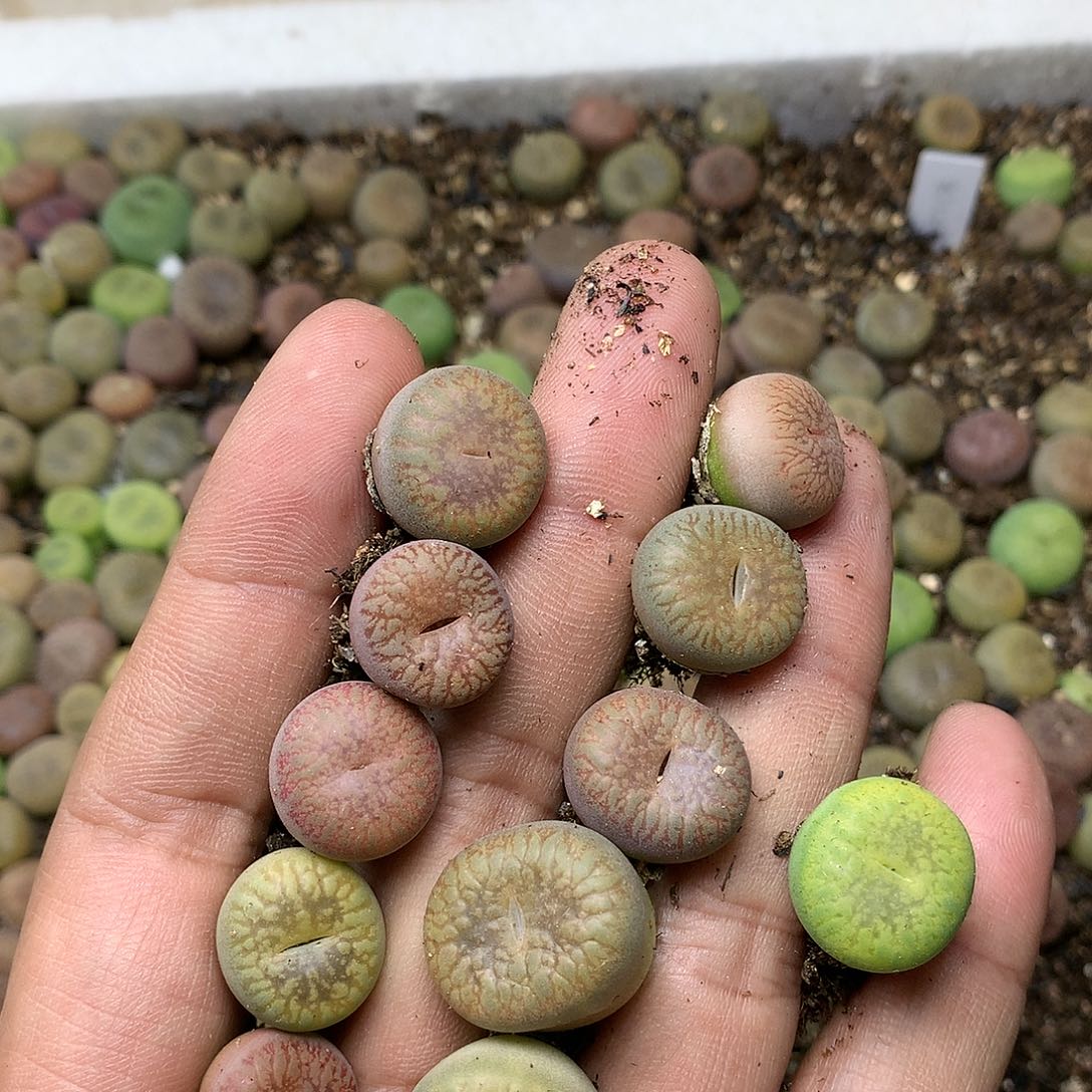 深***觉K182多肉植物保护