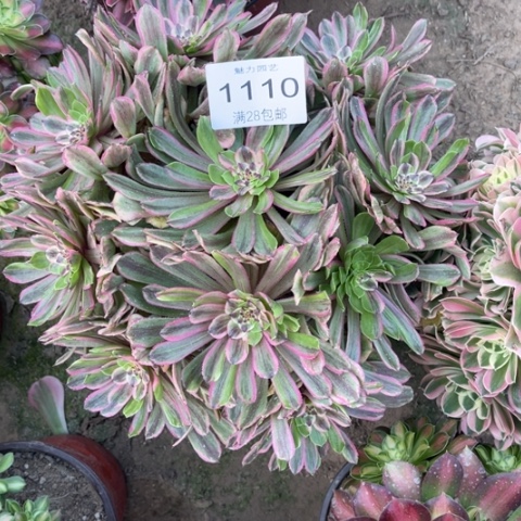 粉黛多肉多肉1110