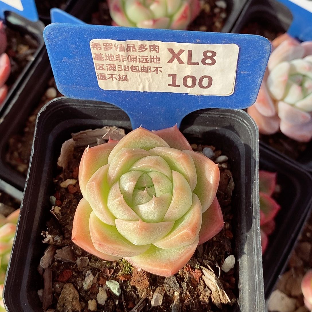 福利5-6cm多肉植物