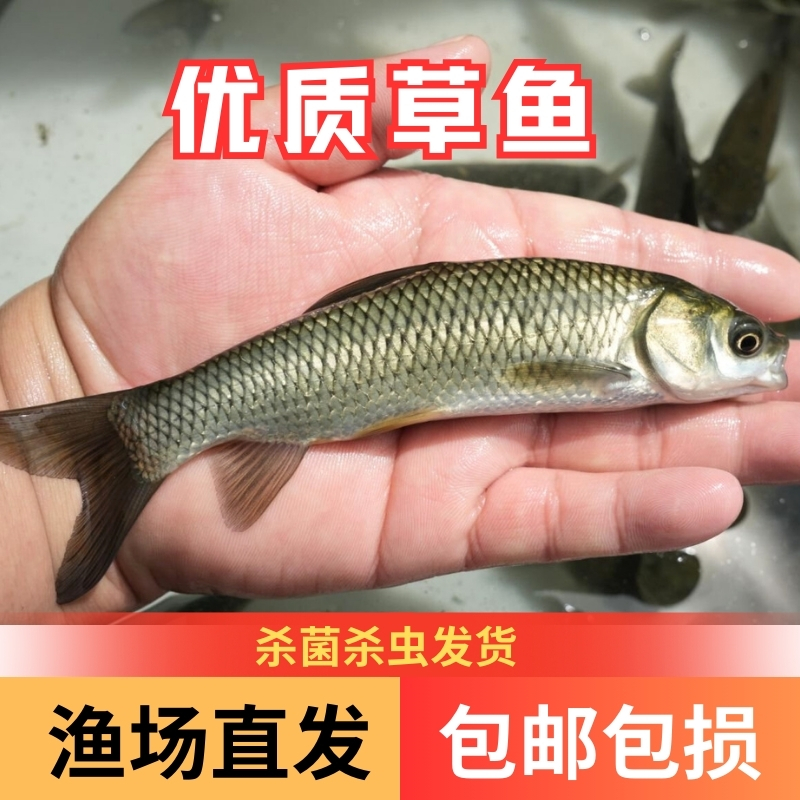 【活体】优质草混子草鱼观赏鱼淡水鱼超萌宠物渔场直发