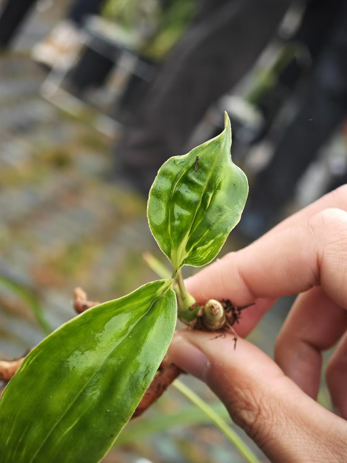 兔耳盆景盆栽阳台绿植美观植物