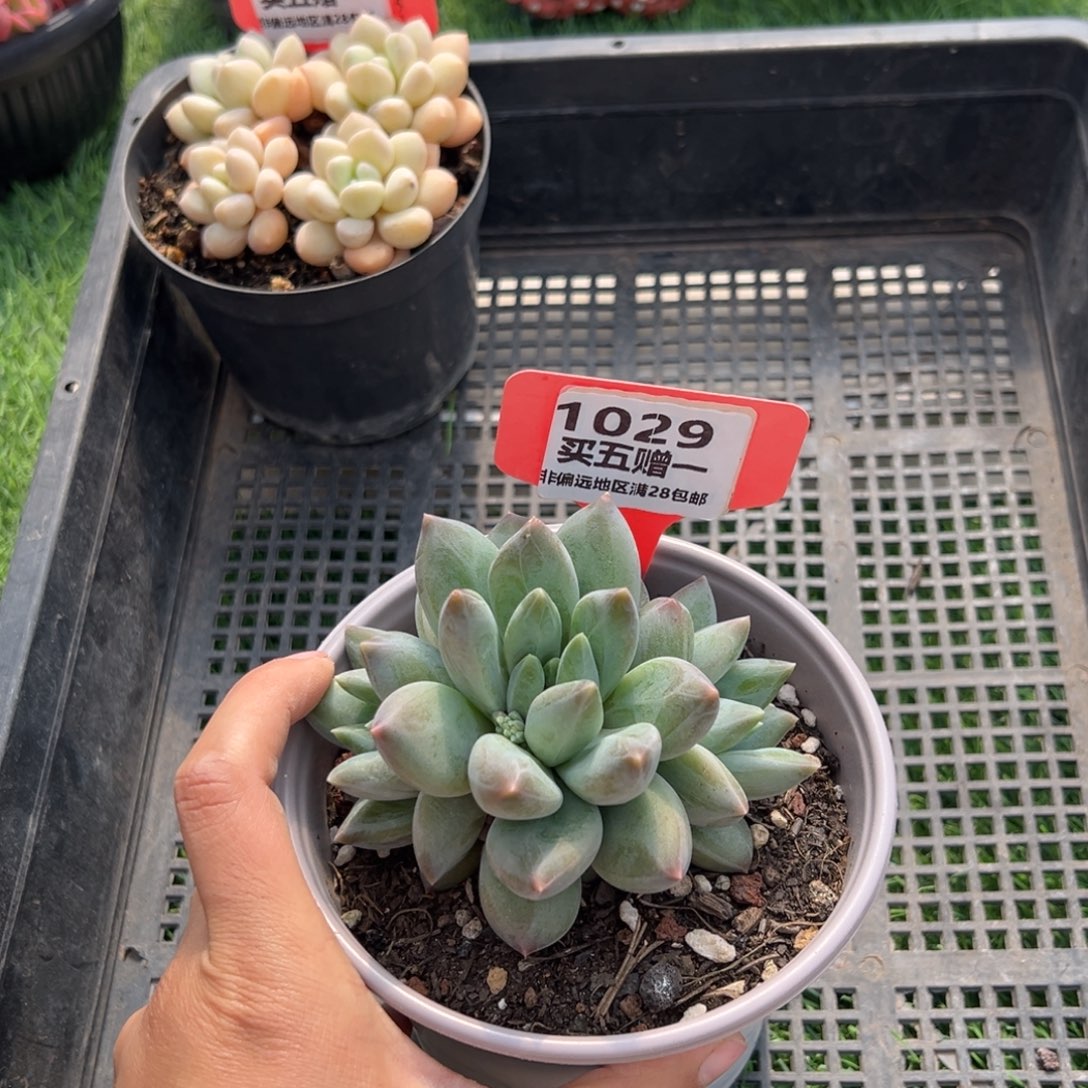 表妹精品多肉1029.