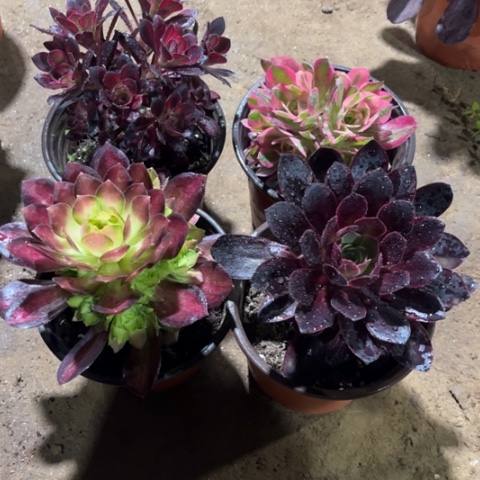 814多肉植物组合