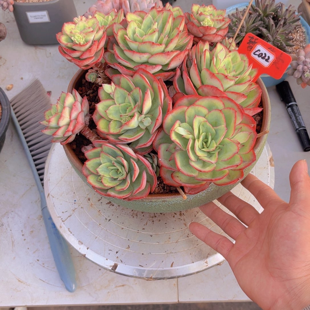 漠*牡丹亭022多肉植物