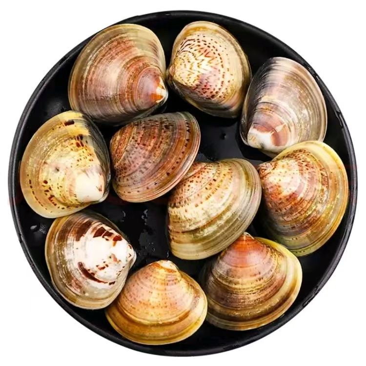 码头直发 活冻鲜嫩海捕直捞 文蛤 顺丰冷链包邮