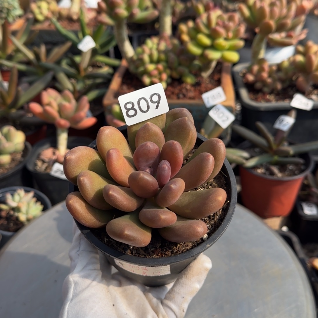 809号一物一拍一物一拍一物一拍