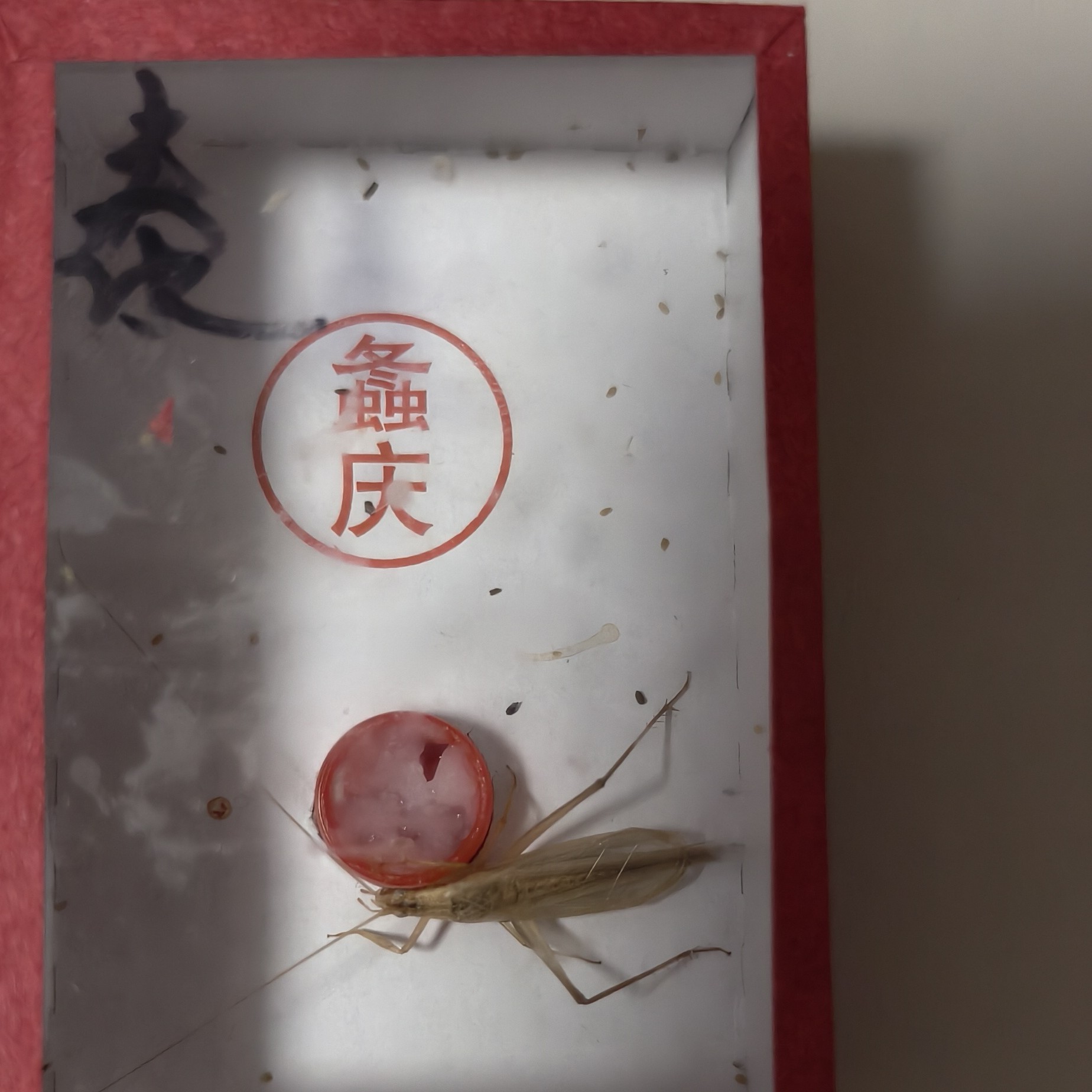 泰国竹蛉 单口长拖音 叫声好听好饲养