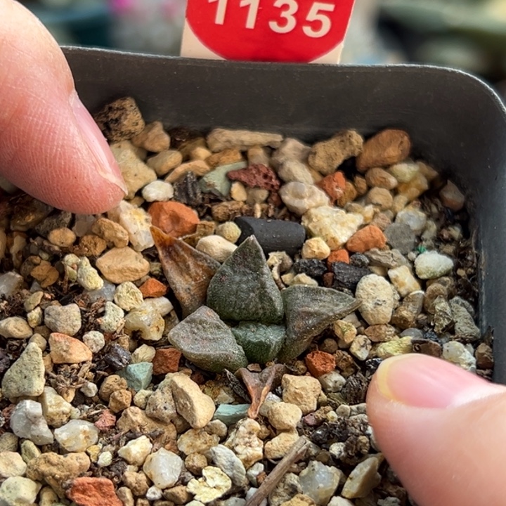 实生连山牡丹2.6cm