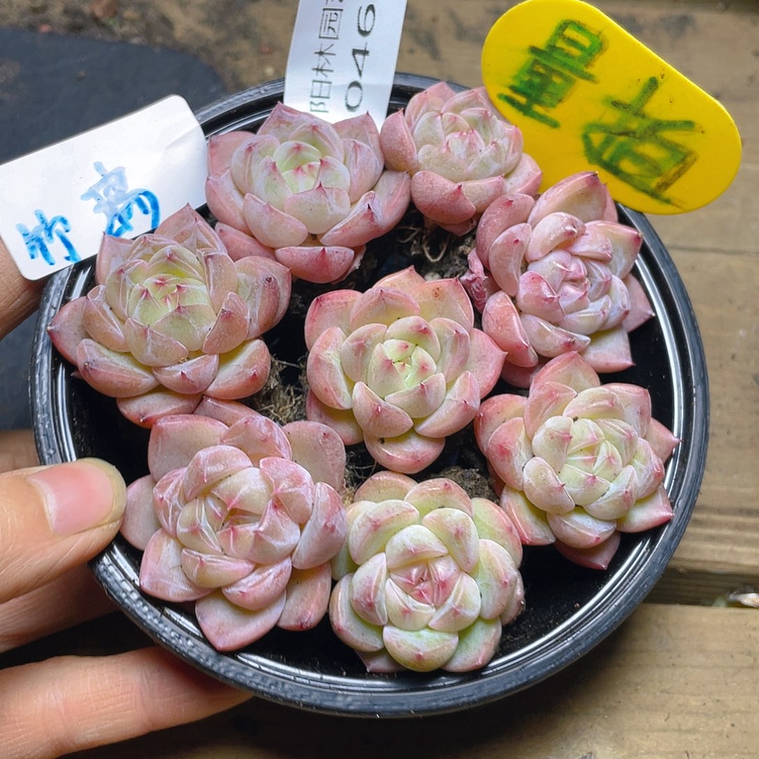 量拍多肉植物多肉植物468