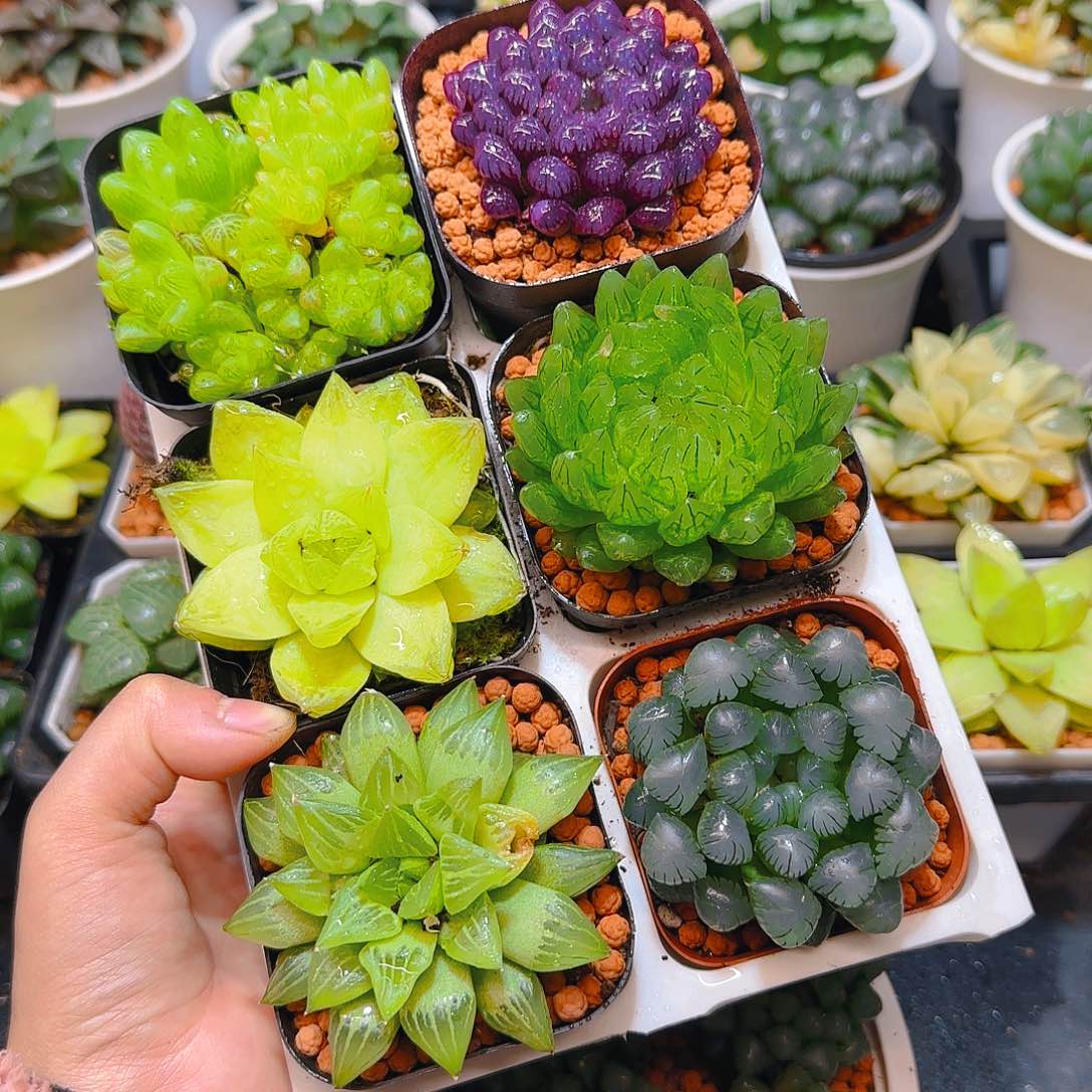 玉露群，蝉翼，黄金，紫宝石，冰灯，玉露寿