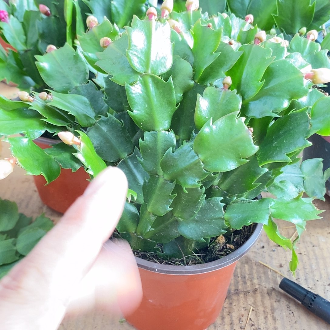 全部花朵黄金嫁接用福利