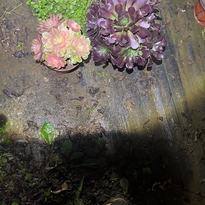 不包侧枝一物一拍31