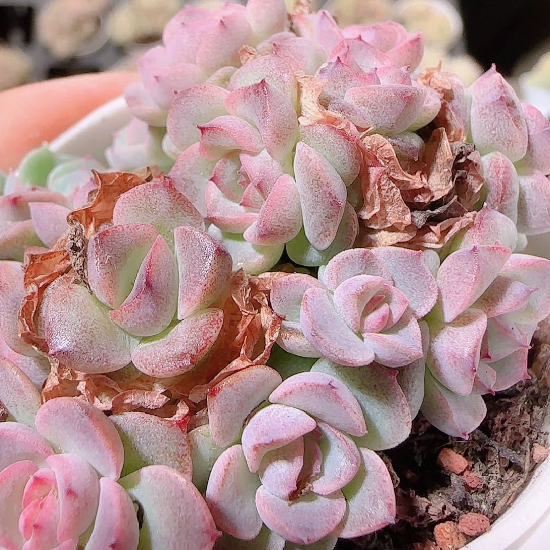 花语逸镜1126-66散