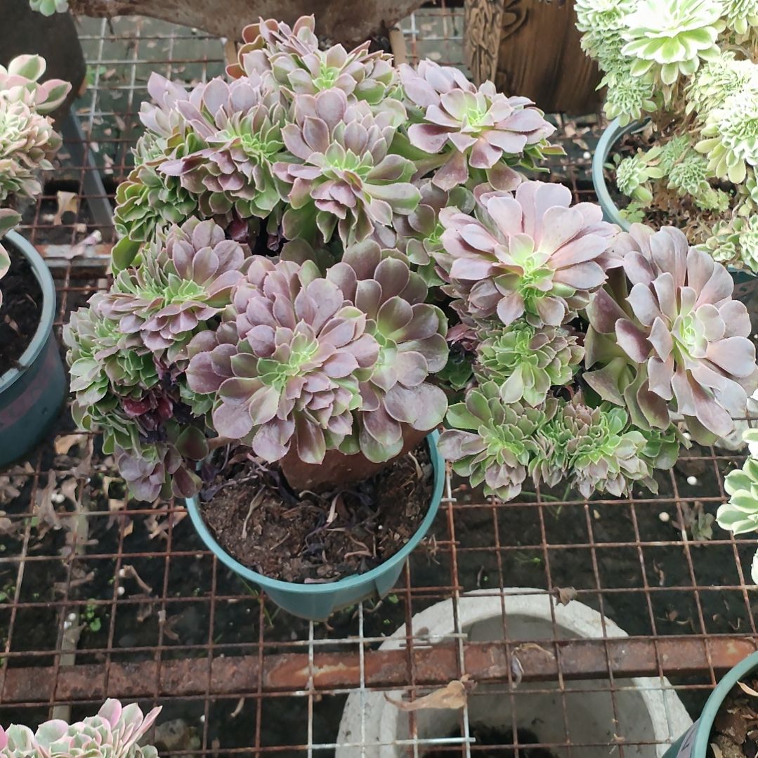 多肉法师锦欧紫缀化