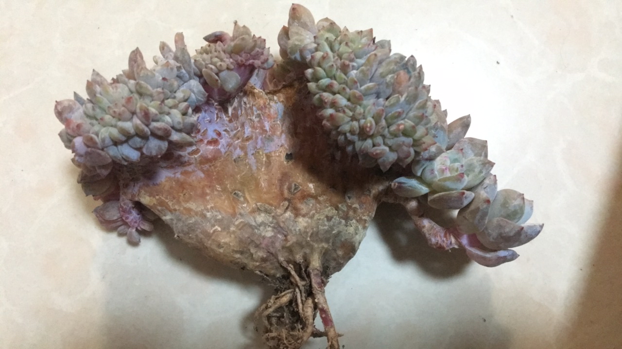 尘～多肉植物缀化多肉