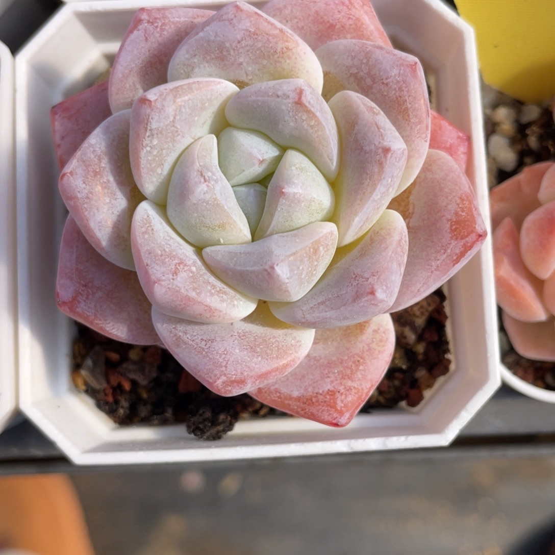 优选冰玉多肉福利1329