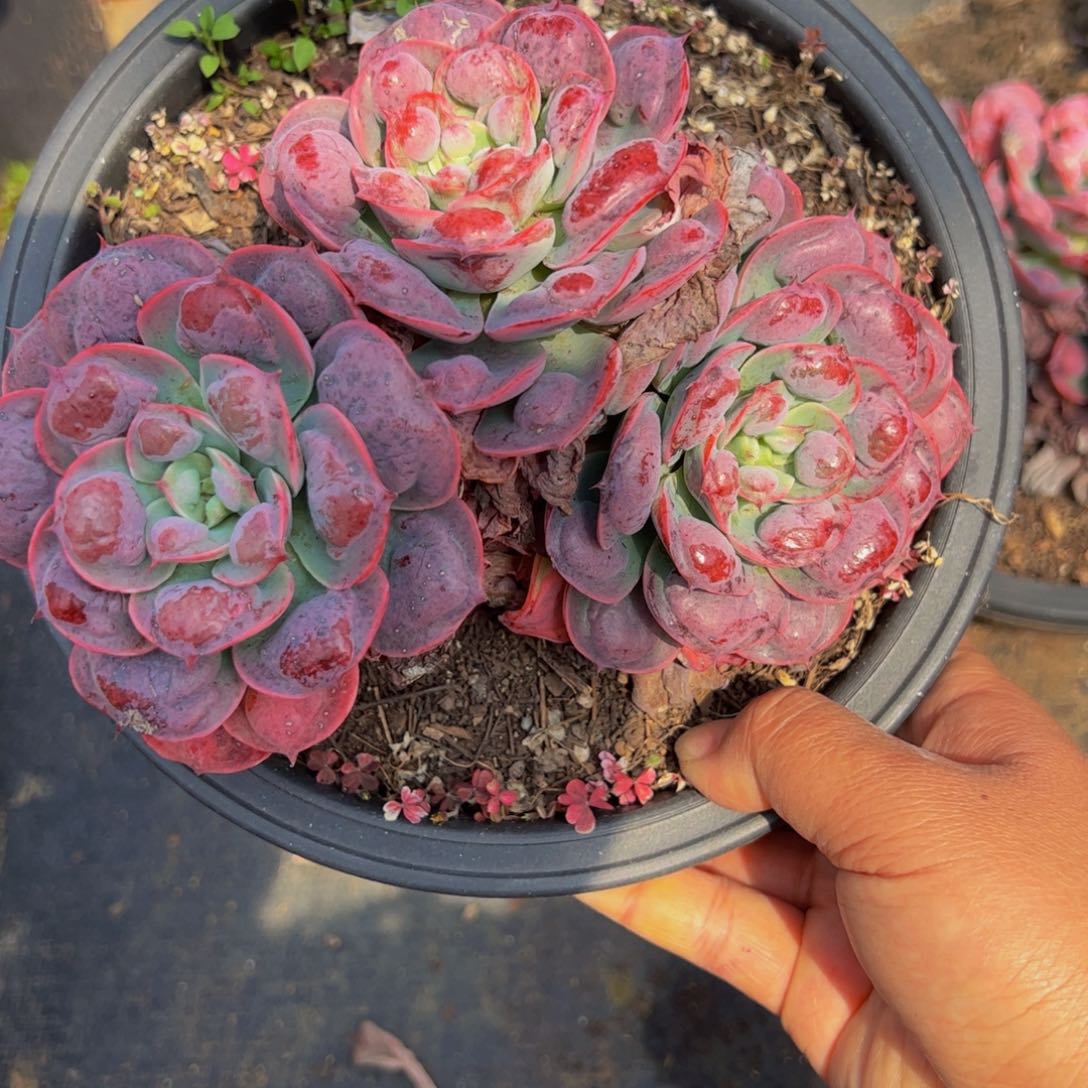 雨滴三头起160杯多肉