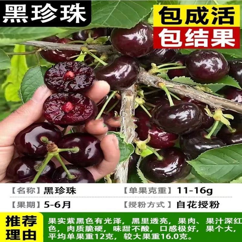 车厘子果树苗南北方都能种植