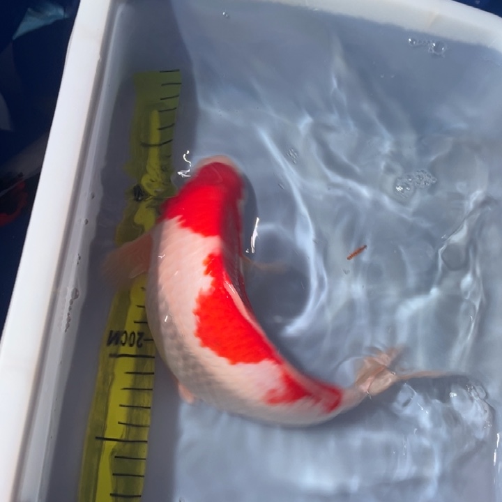 锦鲤锦鲤红白三段30