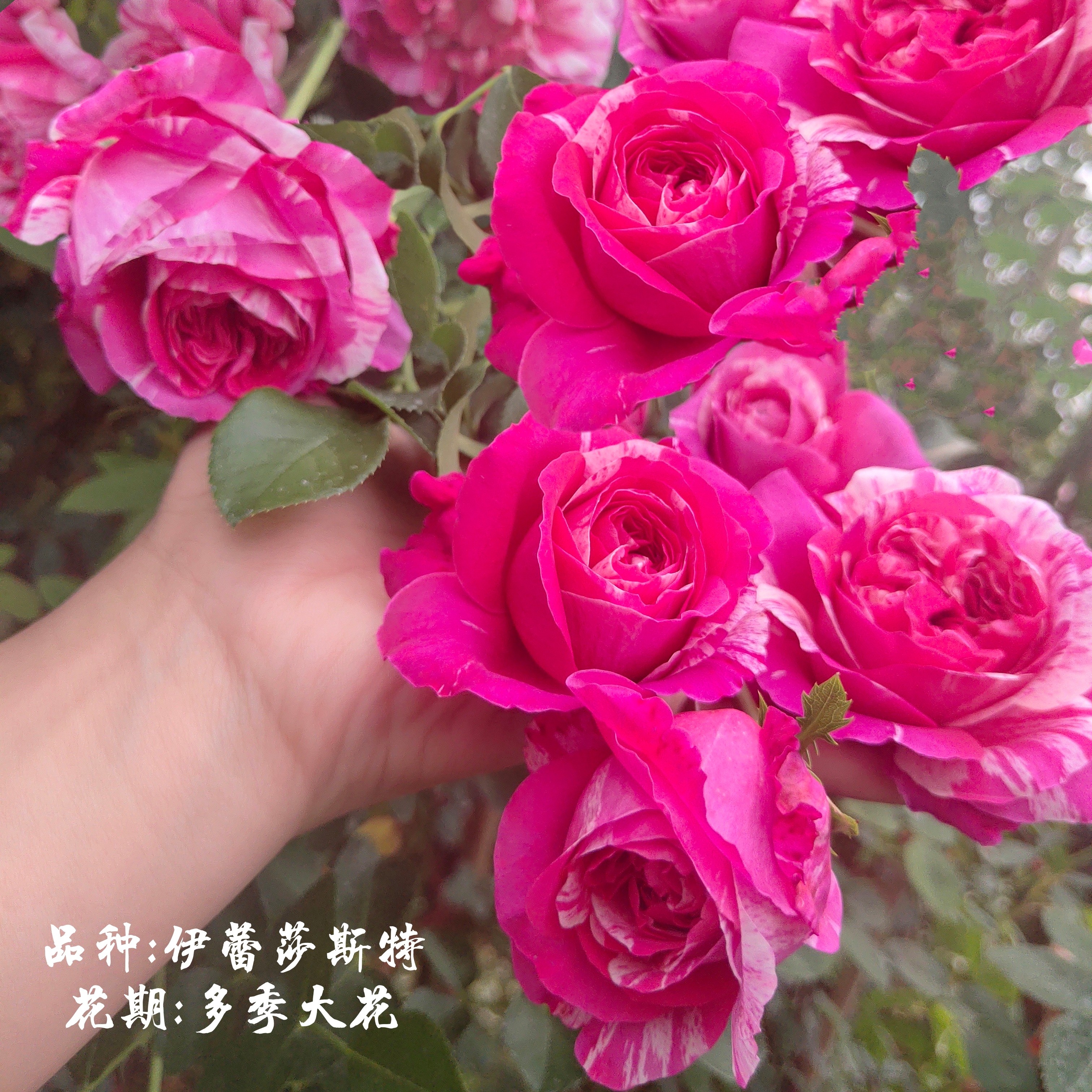 伊蕾沙斯特 少刺无刺 爬藤月季蔷薇花苗