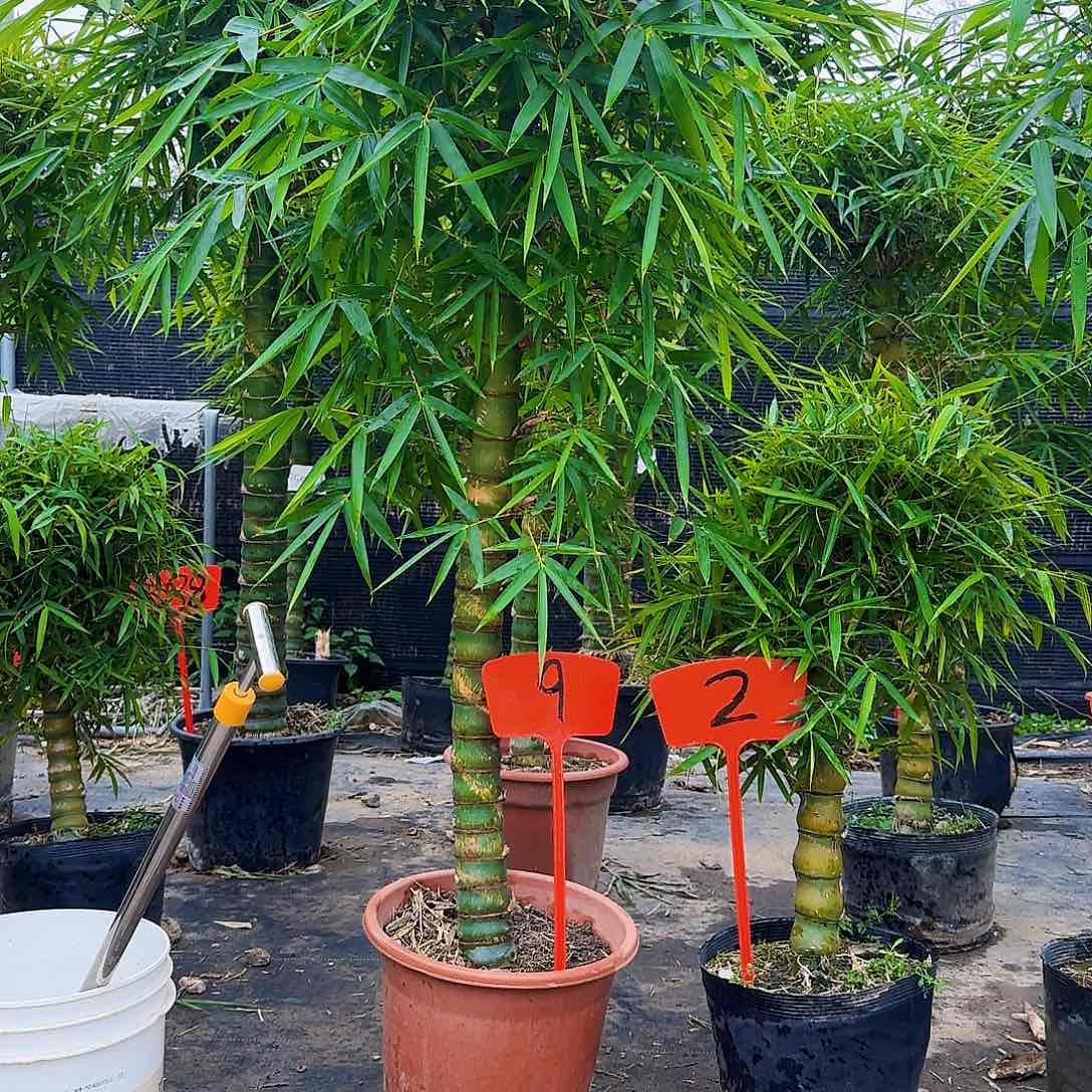 红陶佛肚竹88888