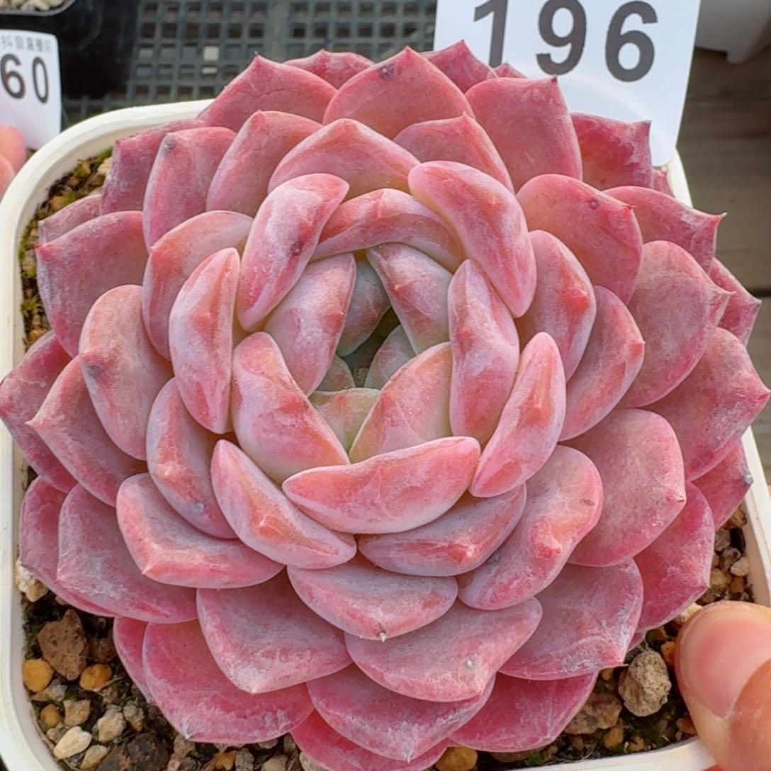 冰魄母本         精品多肉