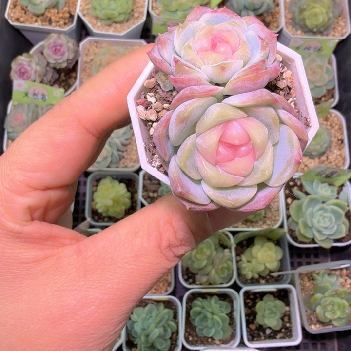 宝***呀良辰多肉植物特价