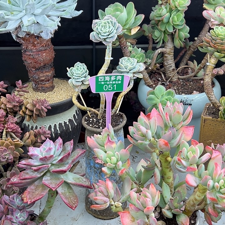 *****可爱玫瑰多肉植物萃取051