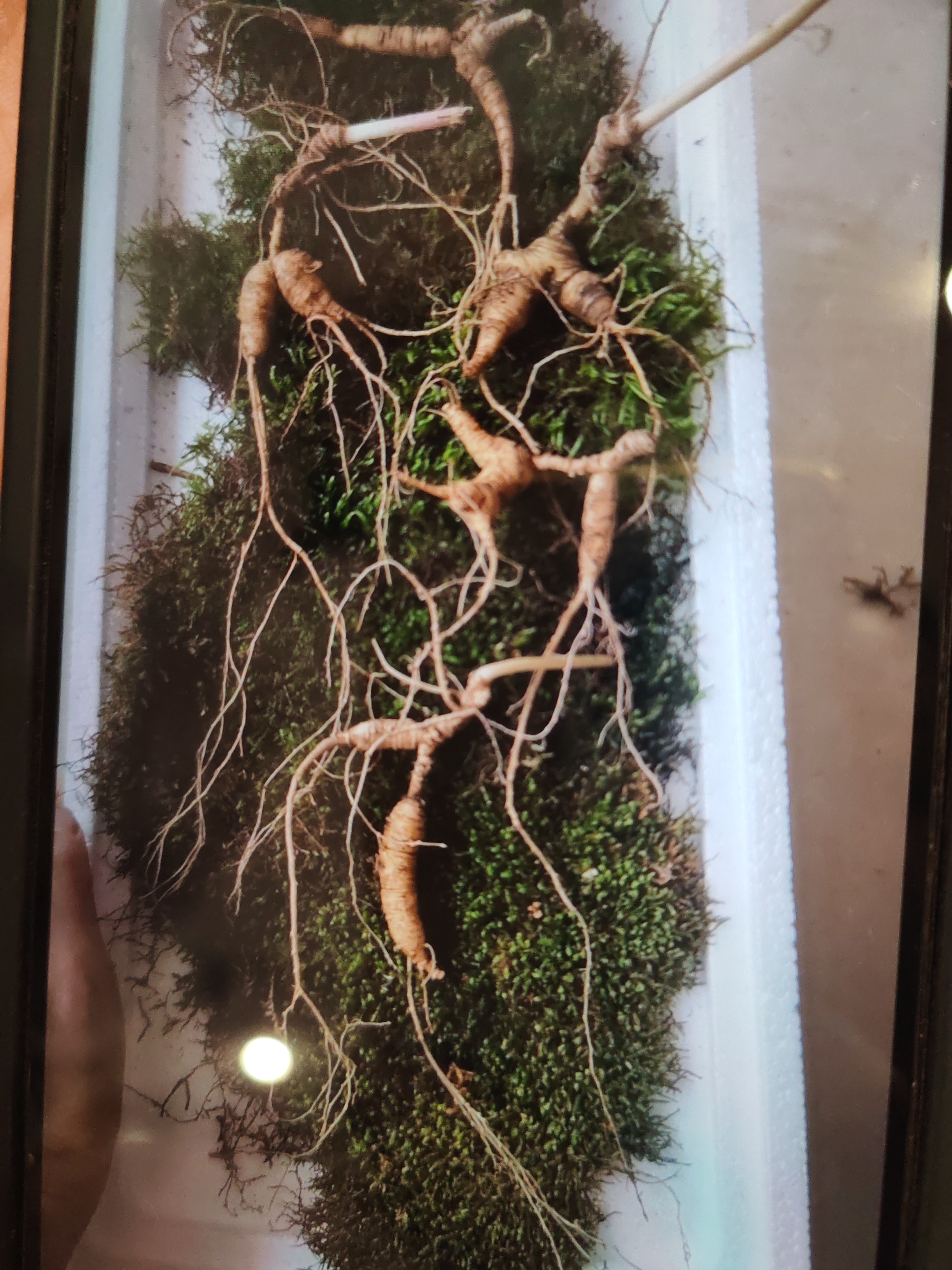 长白山新鲜林下参直播间改价链接