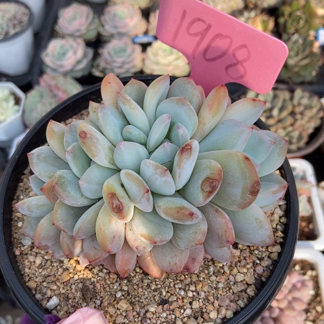 1908星影多肉植物保护