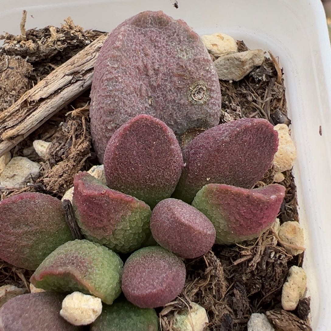 特价实生新品大苗多肉植物水泡