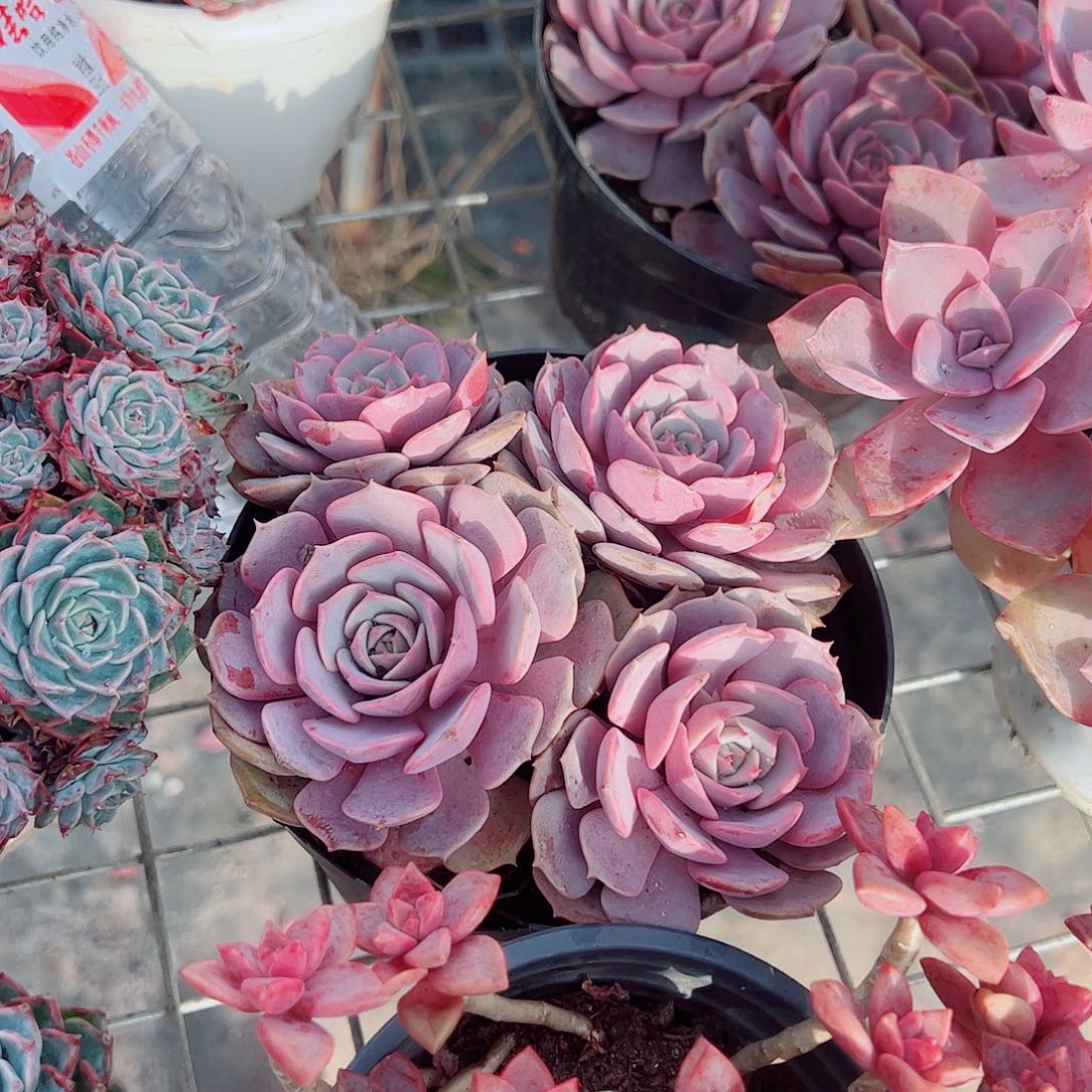 粉蝶多头群生老桩特价