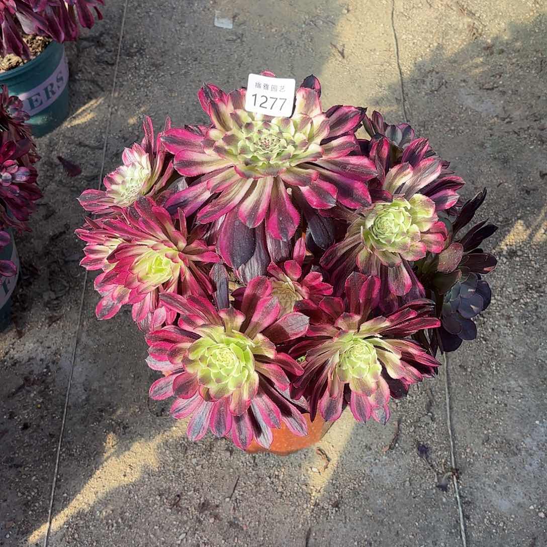 多肉法师琉璃1277