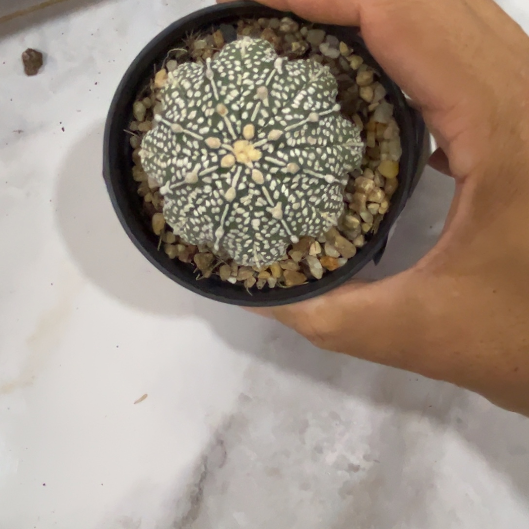 浪***石B019号兜9.22仙人球