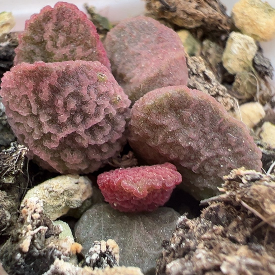 橘粉实生新品多肉植物水泡多肉植物