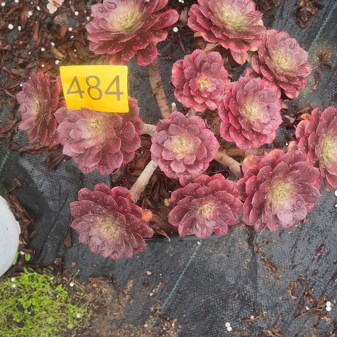 484红金刚多肉植物多肉