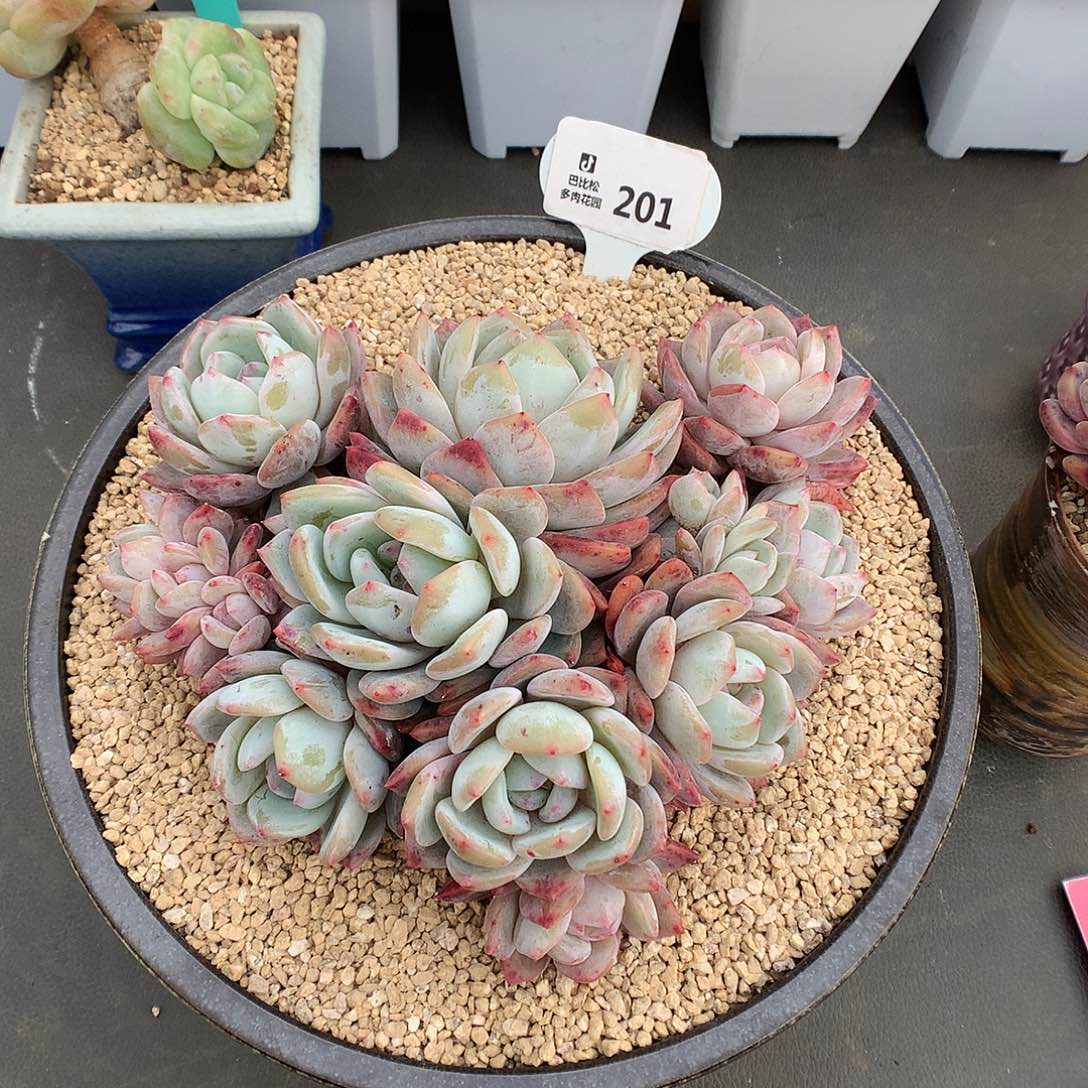 201爱心型十四头梦露多肉植物