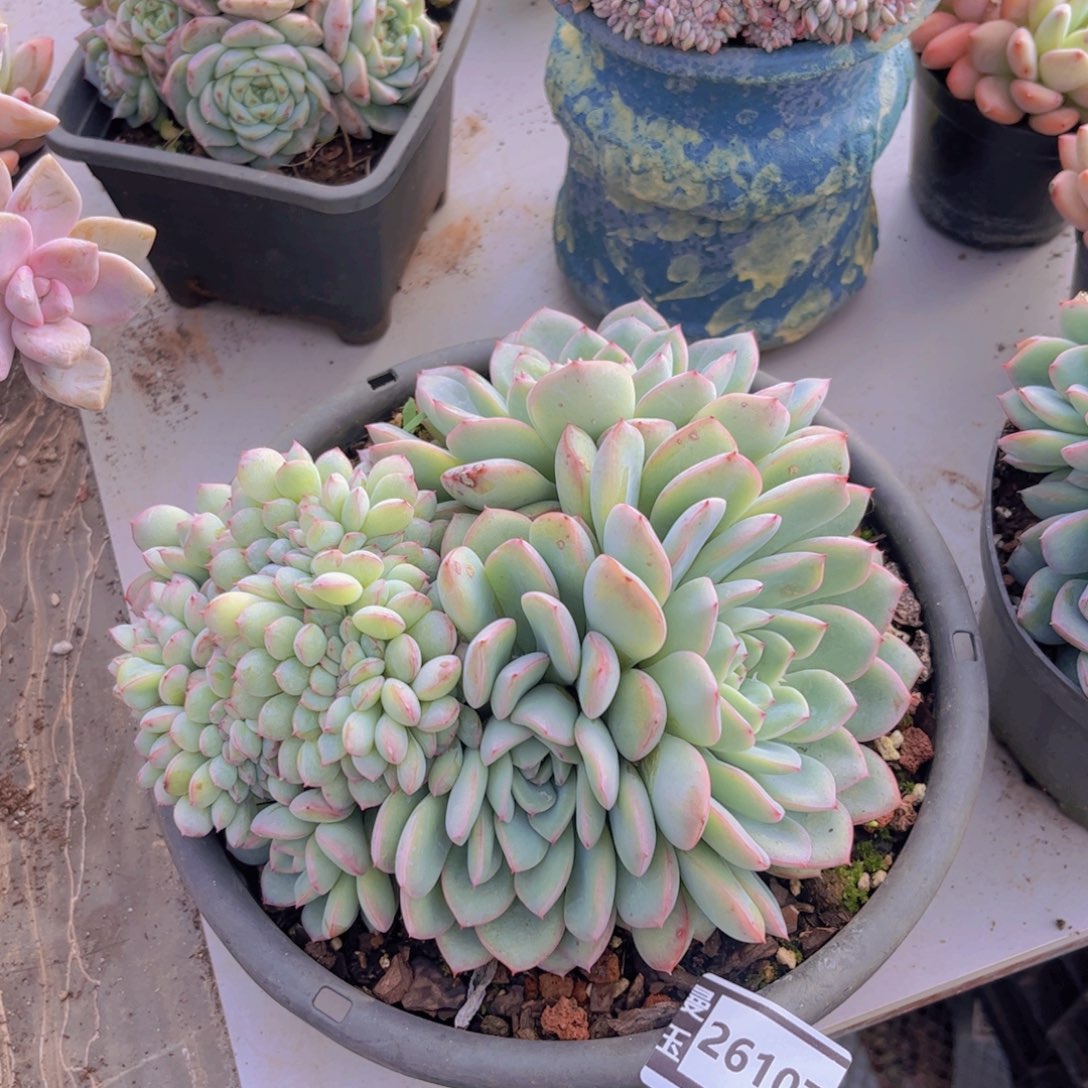 荷花缀多肉植物26107