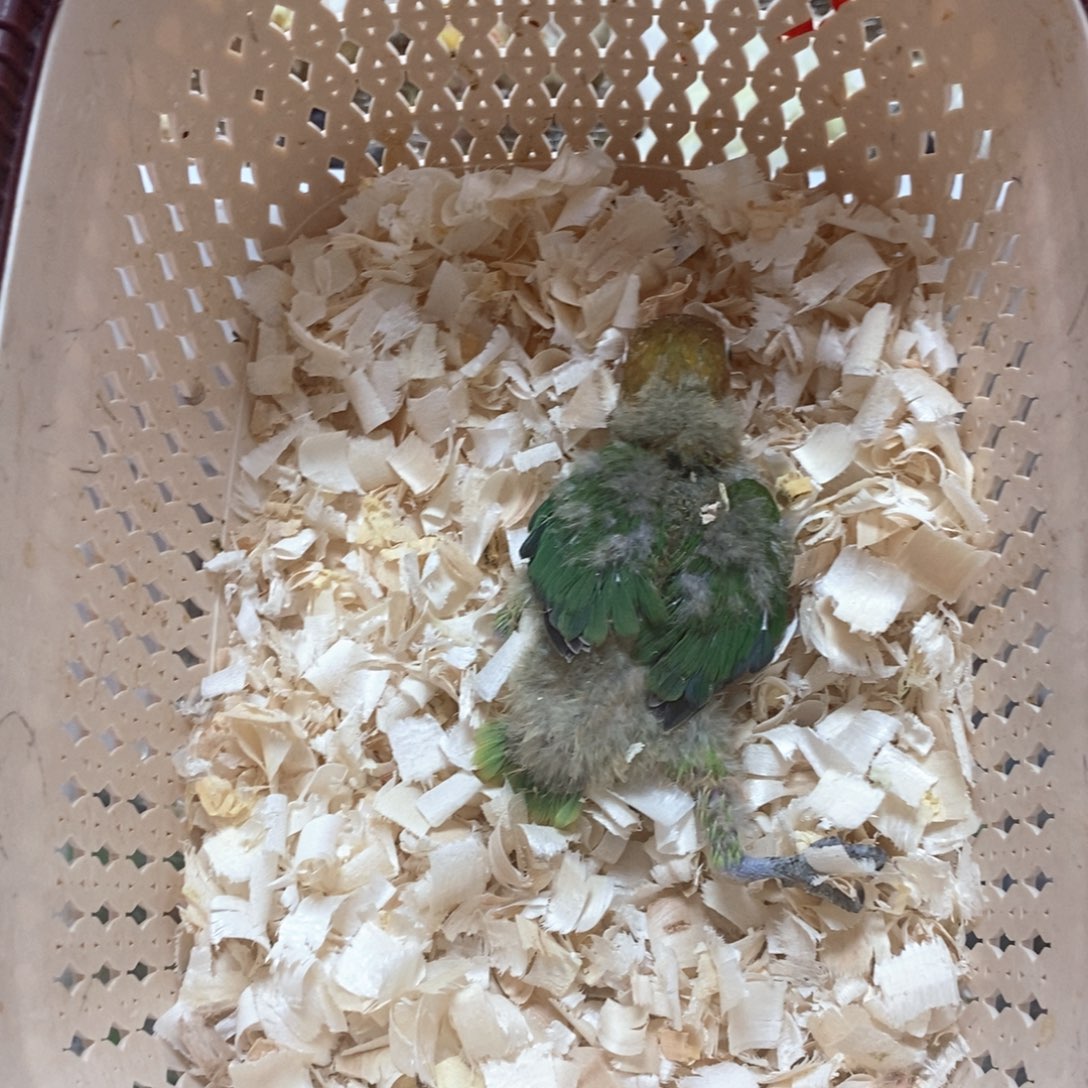 桃脸牡丹鹦鹉爱情鸟半毛牡丹