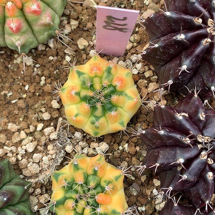 228-0425泰国发货多肉