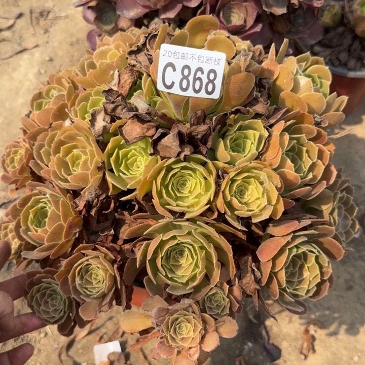 荷兰玫瑰……多肉植物……