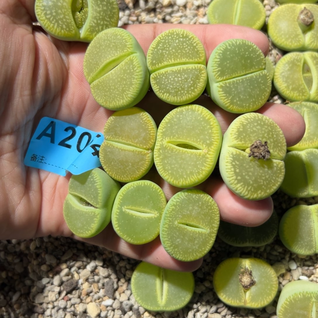 晚**叶2054绿光阳10专拍专拍专拍