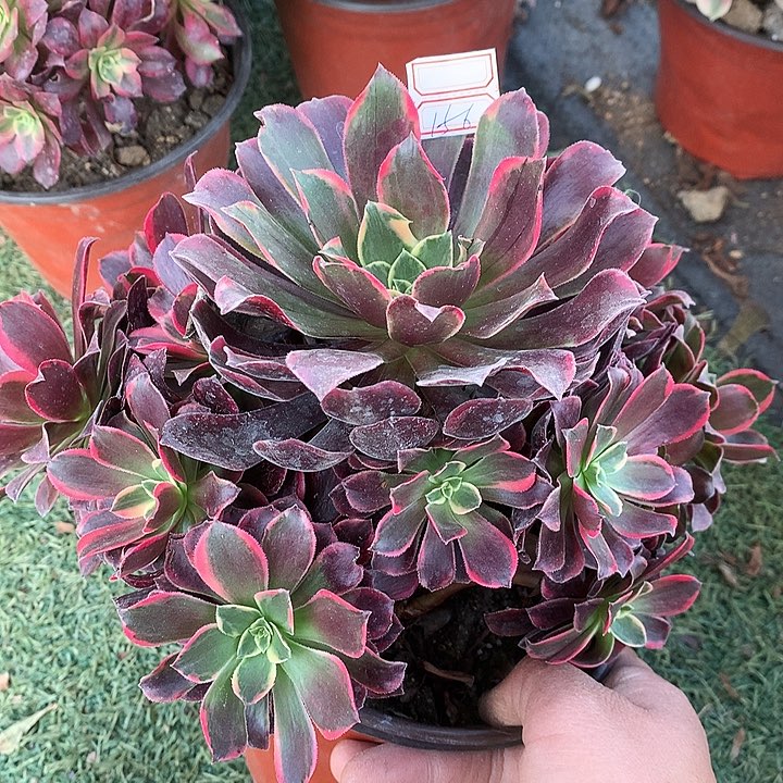 156金丝多肉植物