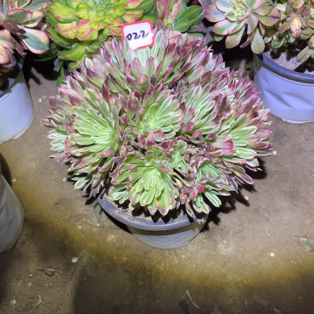 022多肉植物金丝菊