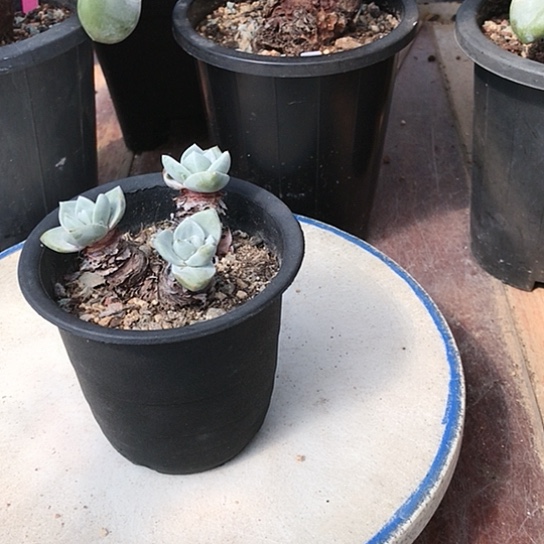 厚叶苹果叶仙女杯